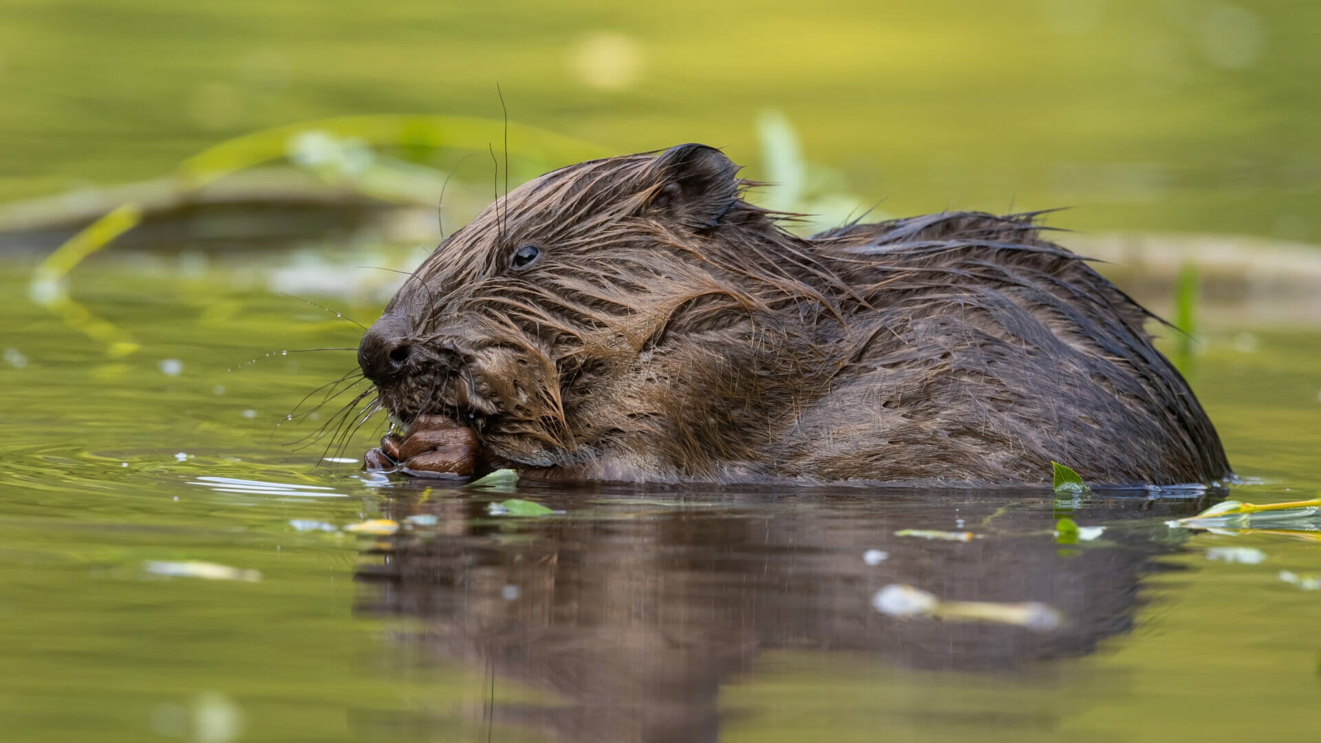 Nutria und Biber