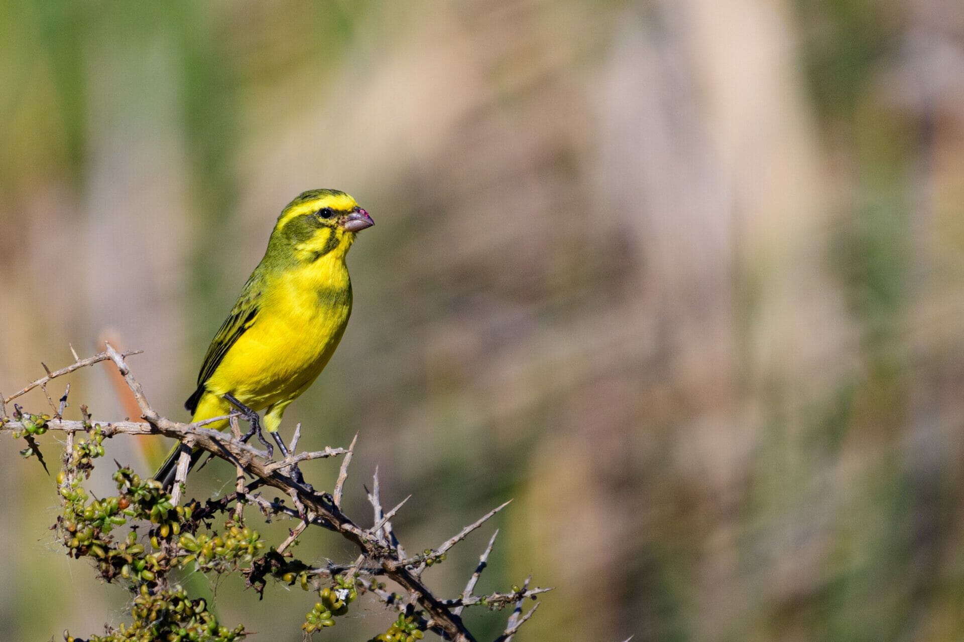 Der zahme Kanarienvogel