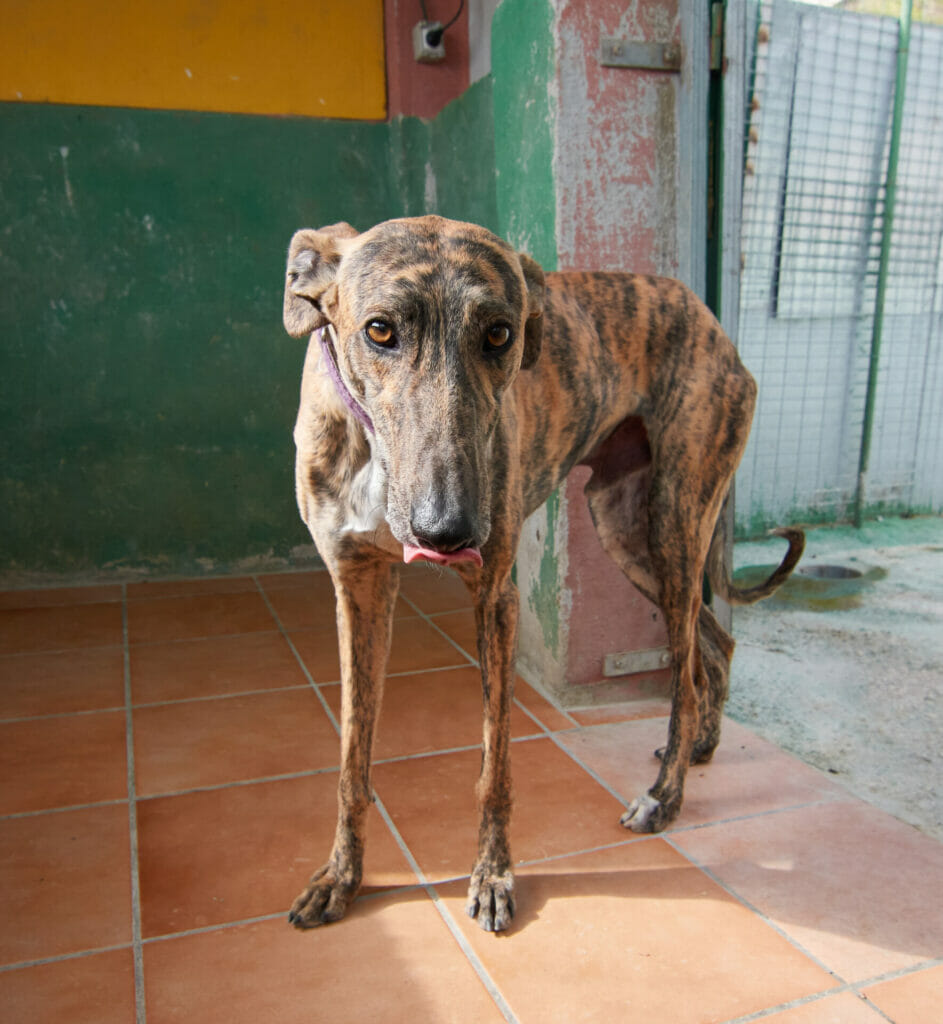 Die dramatische Geschichte der Galgos Helden auf vier Beinen mit